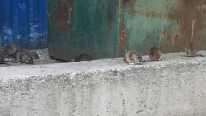 «Размером с упитанного енота»: нижегородец снял на видео нашествие крыс в центре города