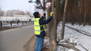 Ярославцев будут штрафовать на 500 тысяч рублей за травмирование деревьев