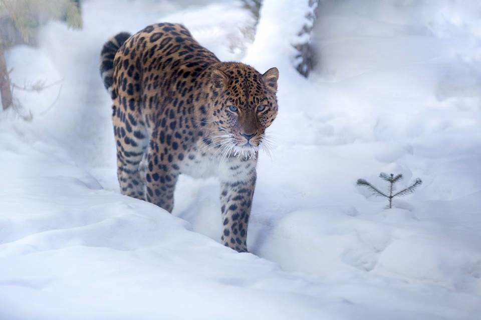В Красноярске для леопардов специально реконструировали вольеры