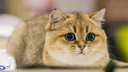 Морды мохнатые: в Новосибирске впервые за пять лет прошла всемирная выставка кошек
