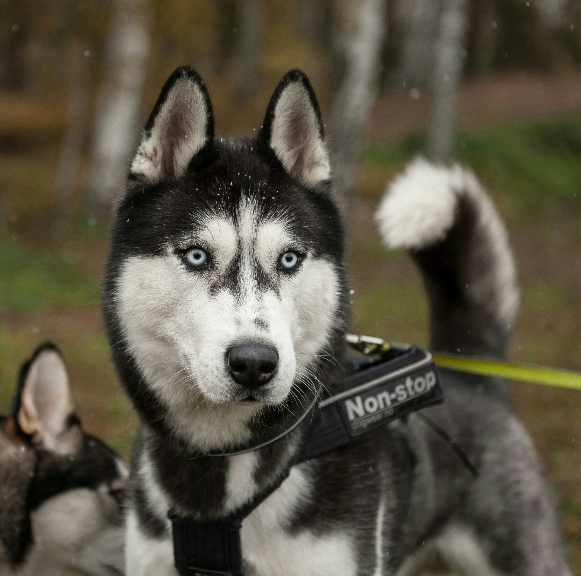 Пёс Трей, порода сибирский хаски — победитель в дисциплине байк-джоринг 