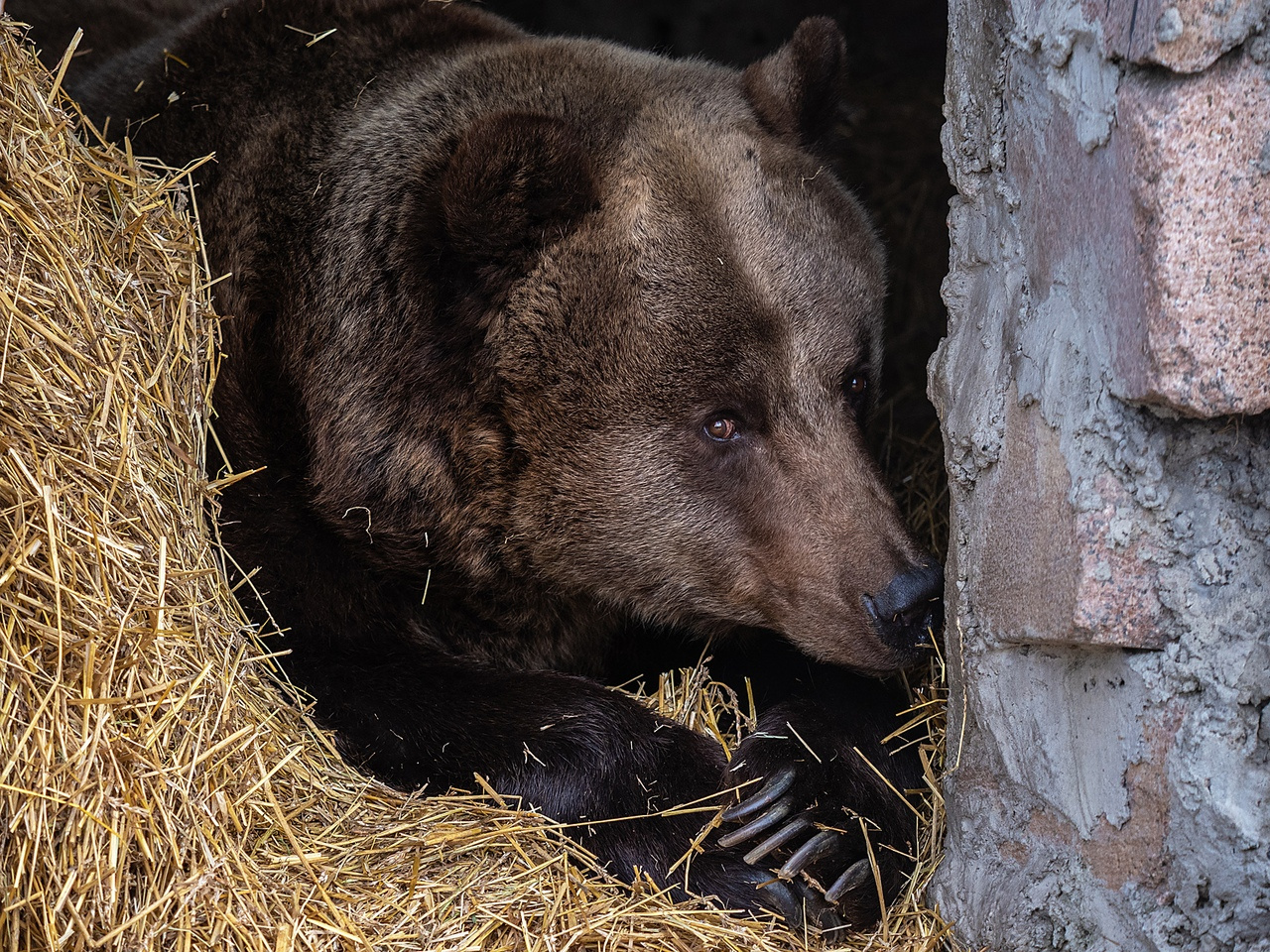 Если проснулась Маша, значит проснулись и дикие медведи в окрестностях Красноярска