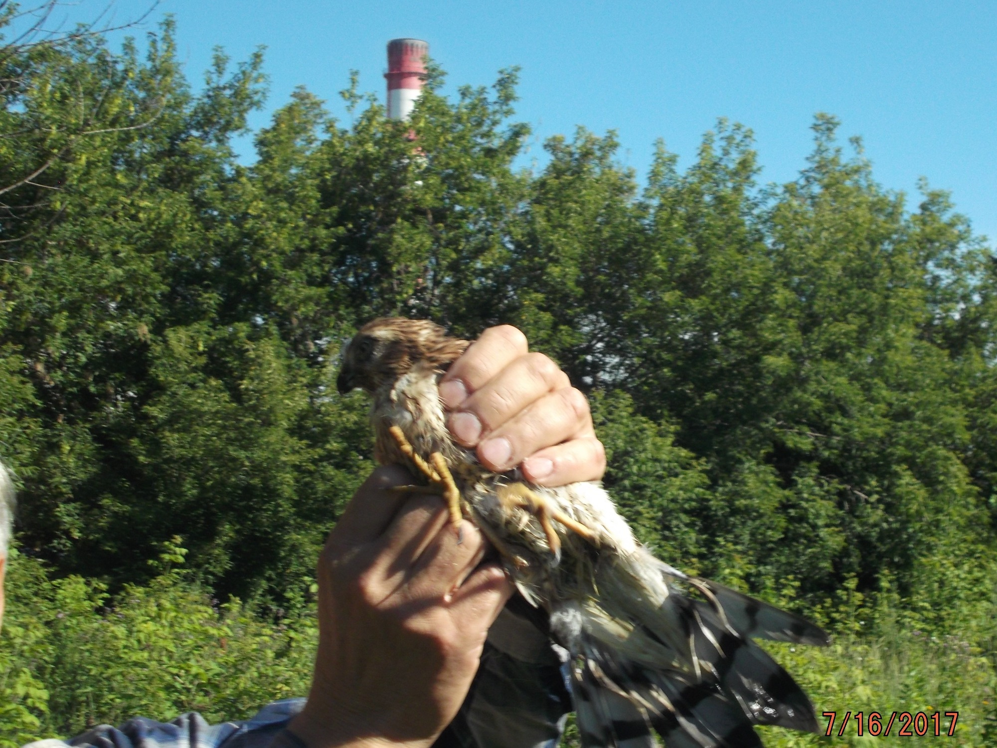 Птенец дербника в руках орнитолога Алексея Яновского