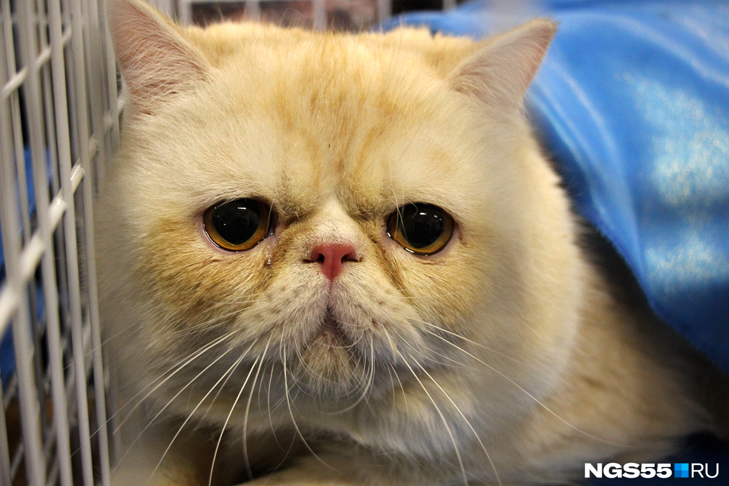 Короткошёрстный персидский кот-экзот грустно смотрел на посетителей из-под праздничной голубой накидки 