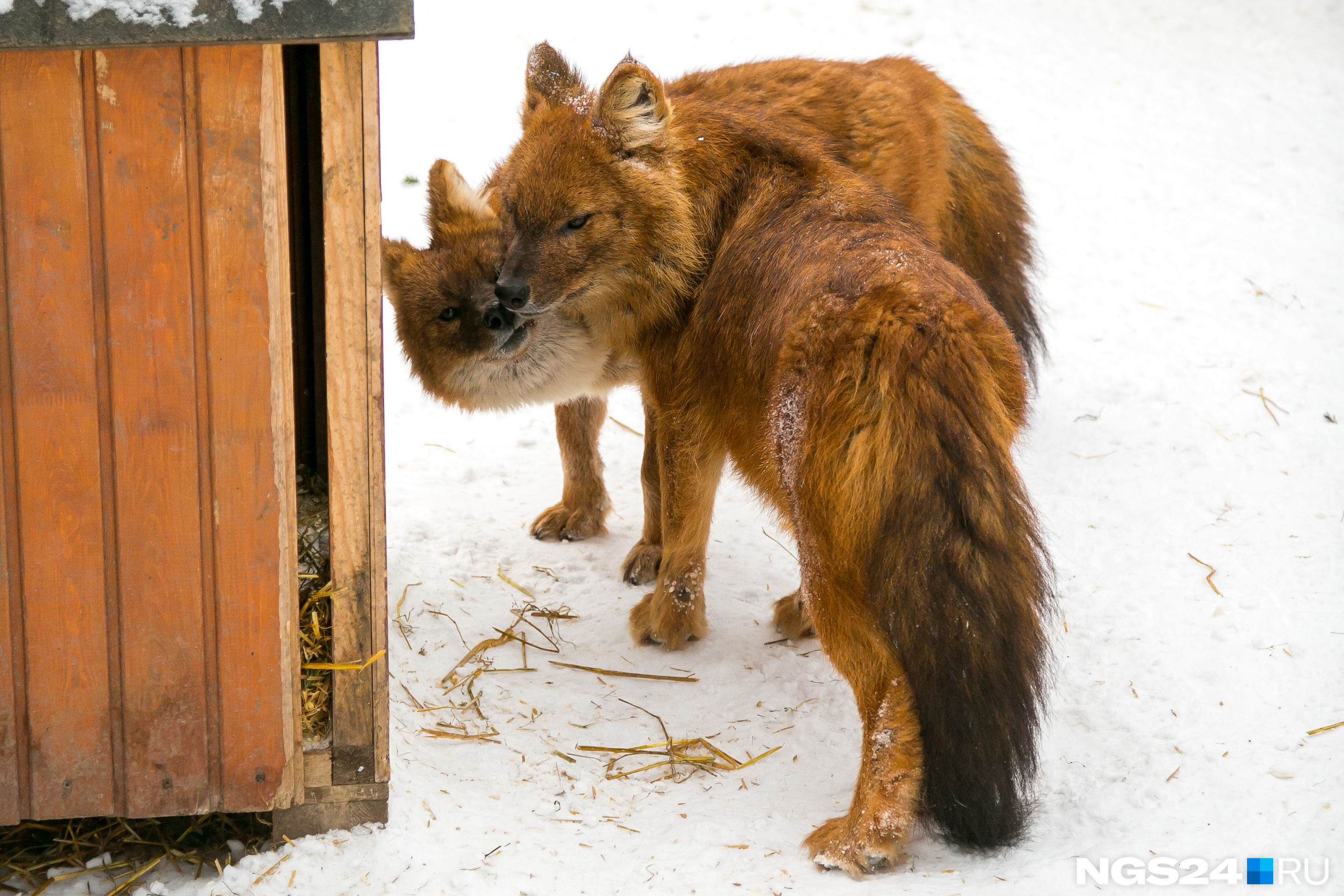 Несмотря на кажущуюся милоту, рыжие волки — опасные и грозные хищники, которые преследуют свою жертву до последнего