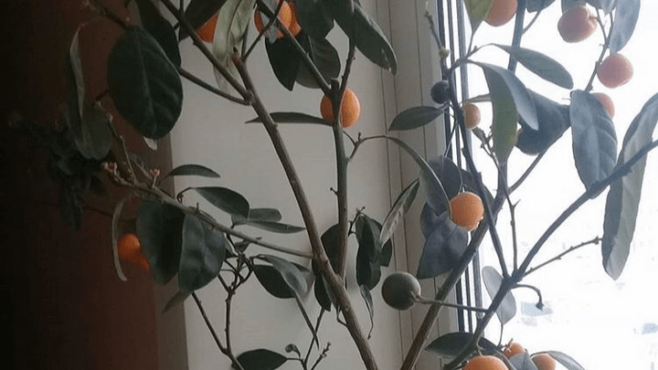 Жительница Солнечного вырастила мандарины в квартире