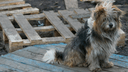 «Подвешивали на тросе»: живодерам из Каргополья дали два года исправительных работ за гибель собаки