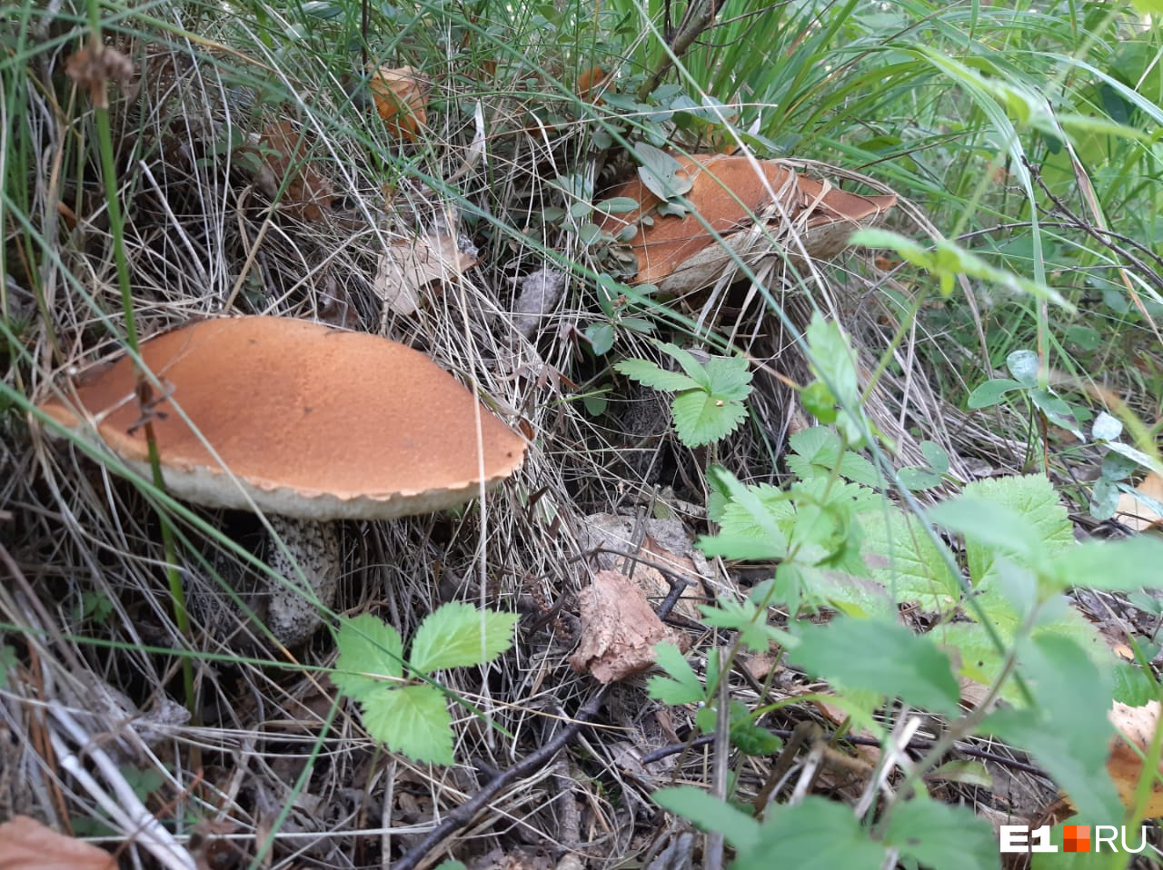 Попадались и красные грибы
