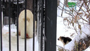 Видео: белый медведь Ростик поделился мясом с бездомной собакой