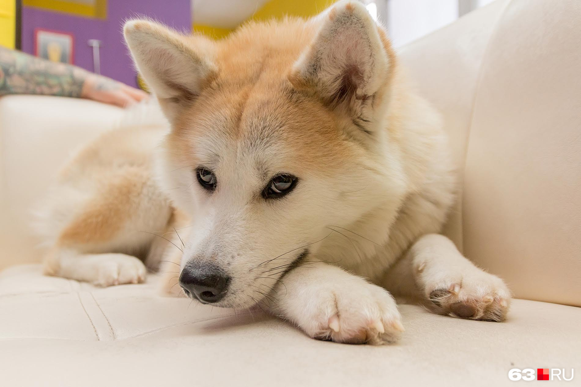 «Плюшевая» собака редкой японской породы Акита — верный спутник татуировщика