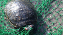 Ярославцы спасли выброшенную в брагинский пруд красноухую черепаху