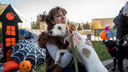 «Любовь даром, сосисочки приветствуются»: новосибирцам дали протестировать ласковых собак