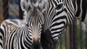 «Папа ржал и переживал»: в челябинском зоопарке впервые у пары зебр родился малыш