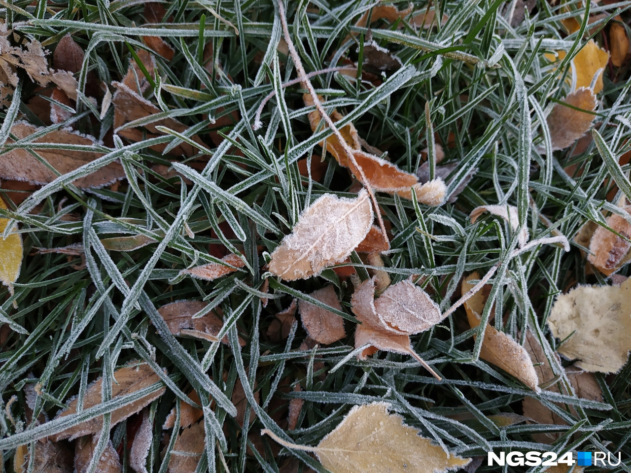 Впервые этой осенью красноярцы могли наблюдать иней на траве