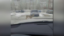 Зашедшая в Железногорск к людям косуля найдена погибшей
