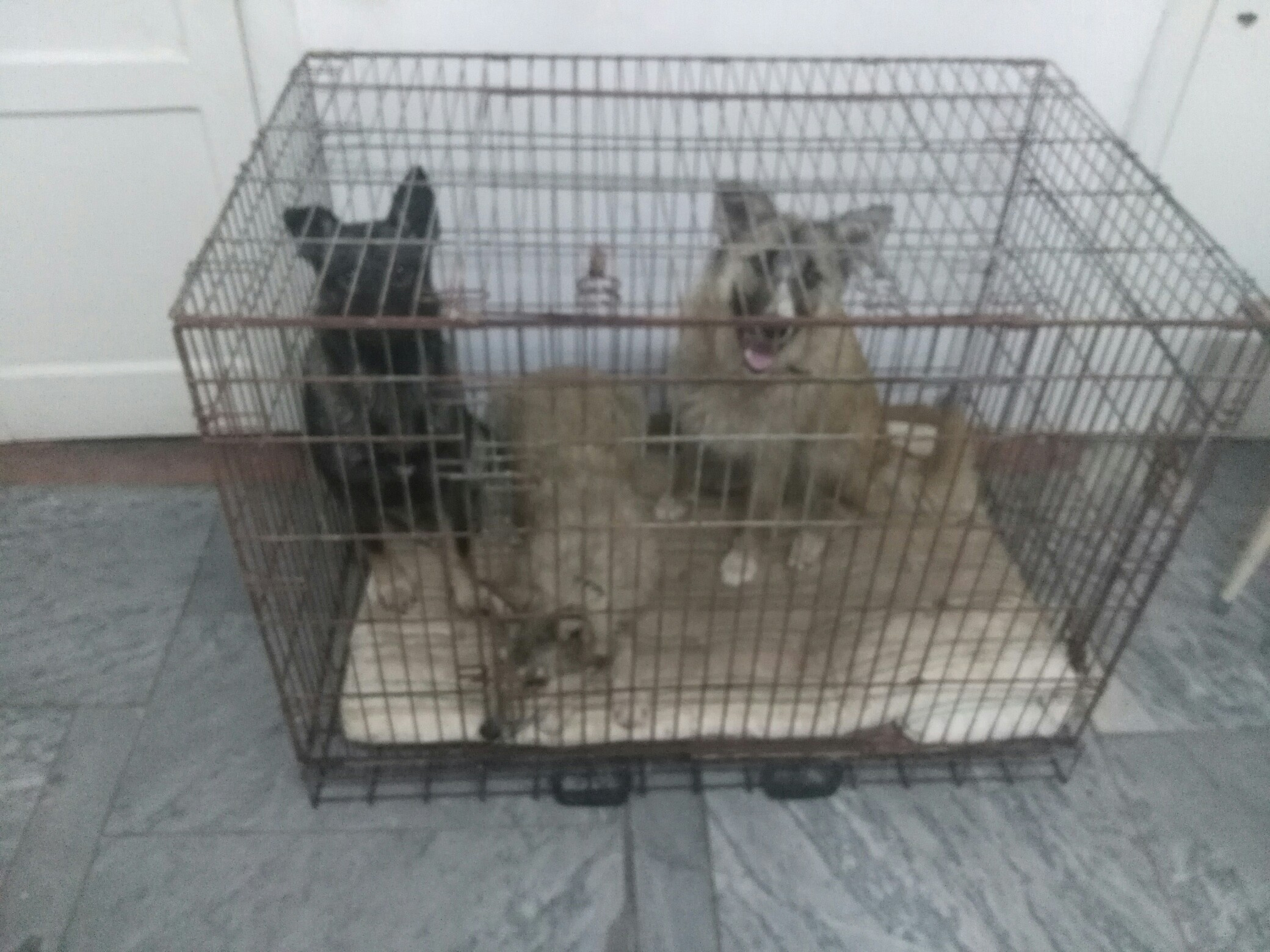 Зоозащитники отловили во дворе на Бориса Ручьёва трёх собак и стерилизовали их. Но остальные псы остаются на свободе