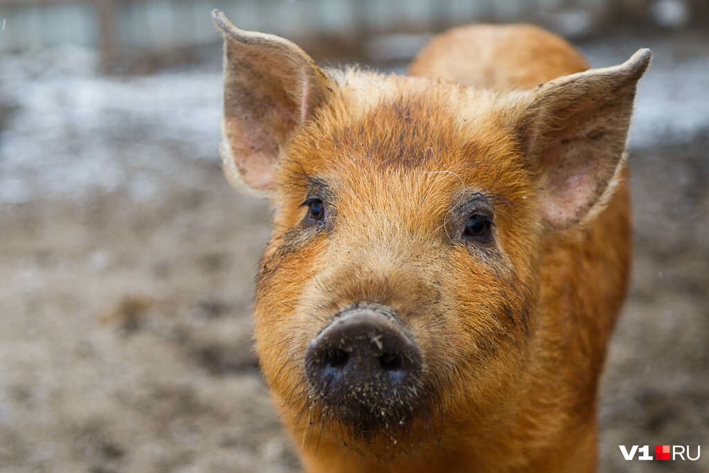 Разводить свиней по-крупному в Волгоградской области начали в 2015 году