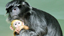 У чёрных обезьян в Новосибирском зоопарке родился рыжий детёныш