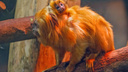 Смотрите, какие крохотные: в новосибирском зоопарке родились милые обезьянки
