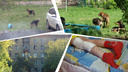 «Прикормила соседка»: в Челябинской области стая собак напала на восьмилетнюю девочку