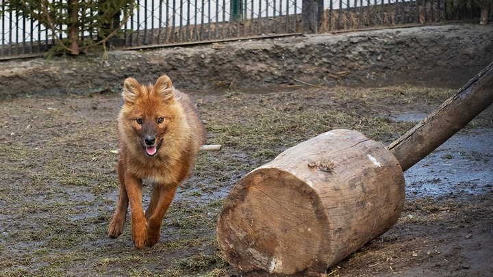 В зоопарке показали, как изменилась за год молодая волчица, от которой отказались родители