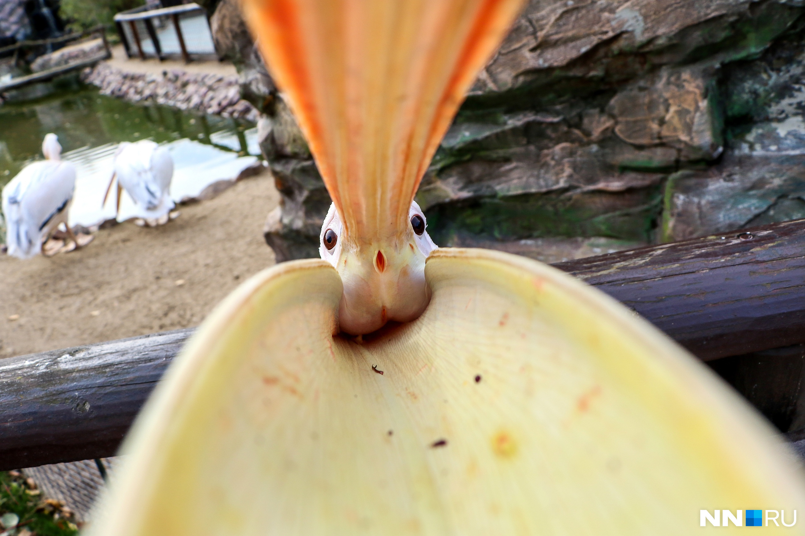 Где вы еще увидите пеликанов с такого ракурса?<br>