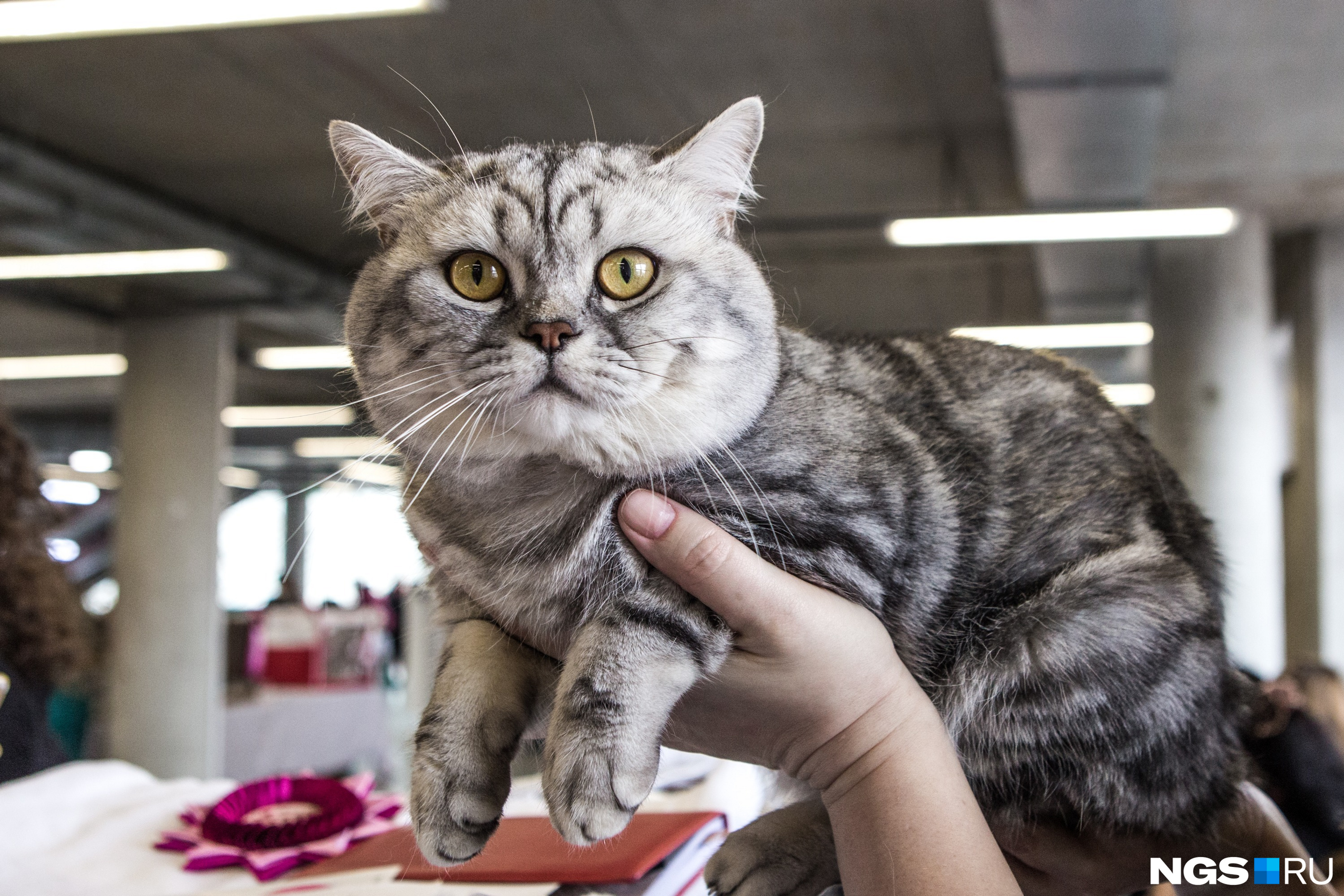 Кошачьи выставки проходят в Новосибирске чуть ли не каждый месяц