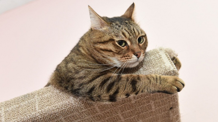 Не умиляйтесь, если ваш котик стал толстым: 8 правил здоровой жизни питомца от ветеринара