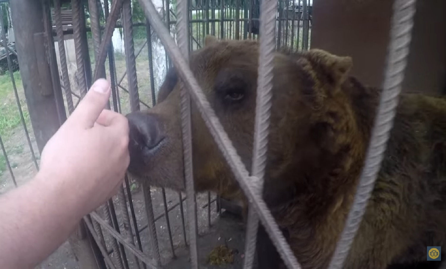 Медведь приветствует омича Дмитрия