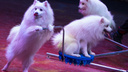 Собаки похожи на сахарную вату: в челябинском цирке показали работу, скрытую от глаз зрителей
