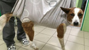 В Перми покалеченного поездом пса научили ходить на двух лапах. Видео