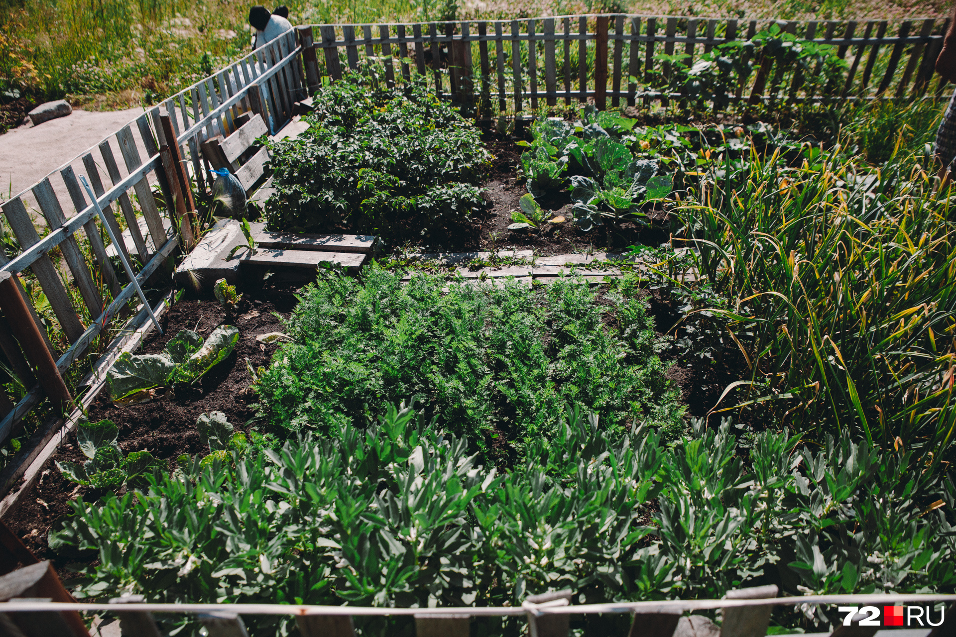 Овощи — не просто украшение мини-садовых участков. Местные жители собирают урожай и делят его между собой