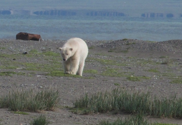 Белые медведи совсем ничего не боятся