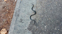 В Ярославле по тротуару ползает змея