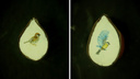 Новосибирец нарисовал синичку и воробья на срезе яблочных косточек