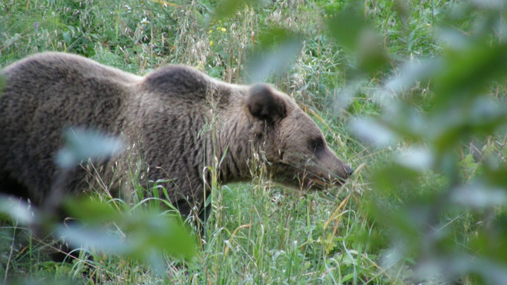 «Не думайте, что это жестоко и кровожадно»: 149 медведей разрешено убить в Нижегородской области
