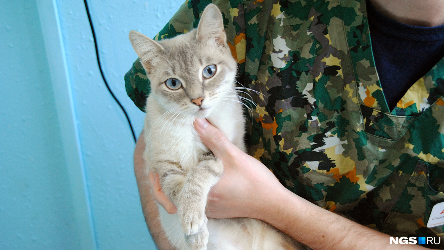 Эту кошку нашла в подъезде ассистент, работающая в ветеринарной клинике. Коняев хочет взять её домой — но имя животному пока ещё не придумал