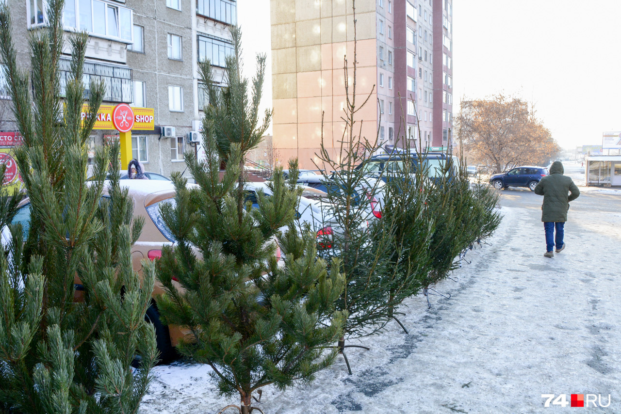 Напоминает аллею Напоминает аллею