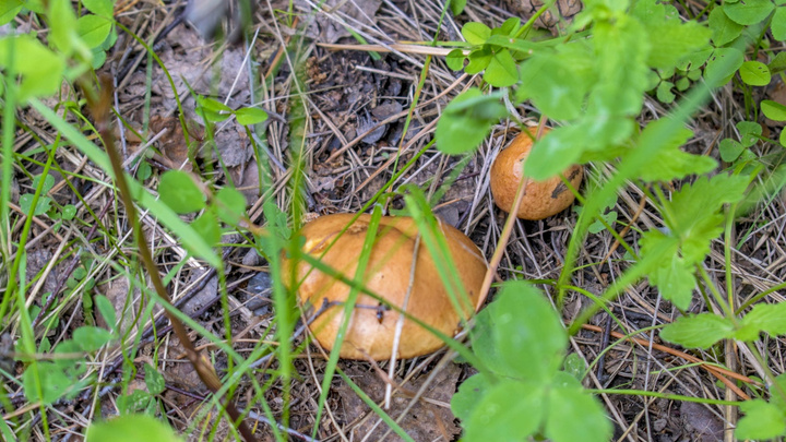 Маслята гребут ведрами: в уральских лесах стартовал сезон сбора грибов