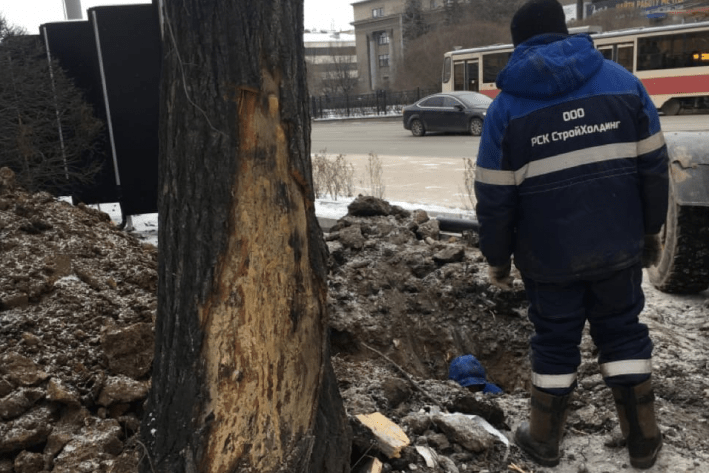 При реконструкции рабочие повредили деревья