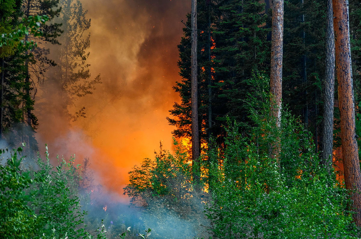 Леса в Красноярском крае и Иркутской области продолжают гореть