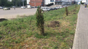 «Прощайте, туи!»: на Московском шоссе начали высаживать новые деревья