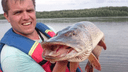 Новосибирские рыбаки массово вылавливают гигантских щук