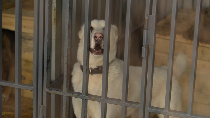 Екатеринбуржцев позвали посмотреть на обновлённый пункт содержания животных и помочь бездомным псам