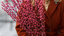 В Новосибирск привезли необычную розовую вербу из Голландии