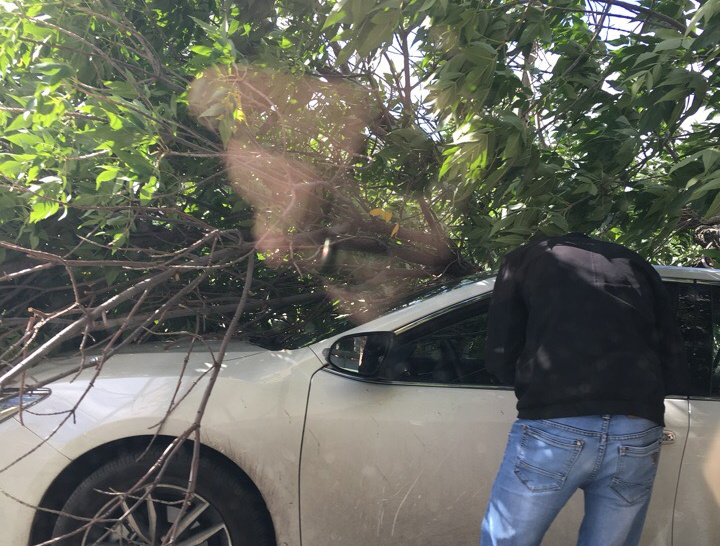 Дерево упало на легковушку у здания гимназии № 1 Дерево упало на легковушку у здания гимназии № 1
