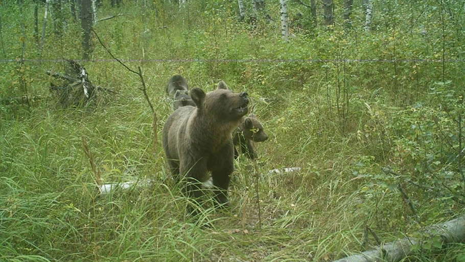 Медведица с тремя медвежатами попала в фотоловушку в Керженском заповеднике