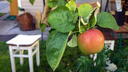 Жарим ягоды, крутим помидоры: 10 нескучных способов борьбы с домашним урожаем