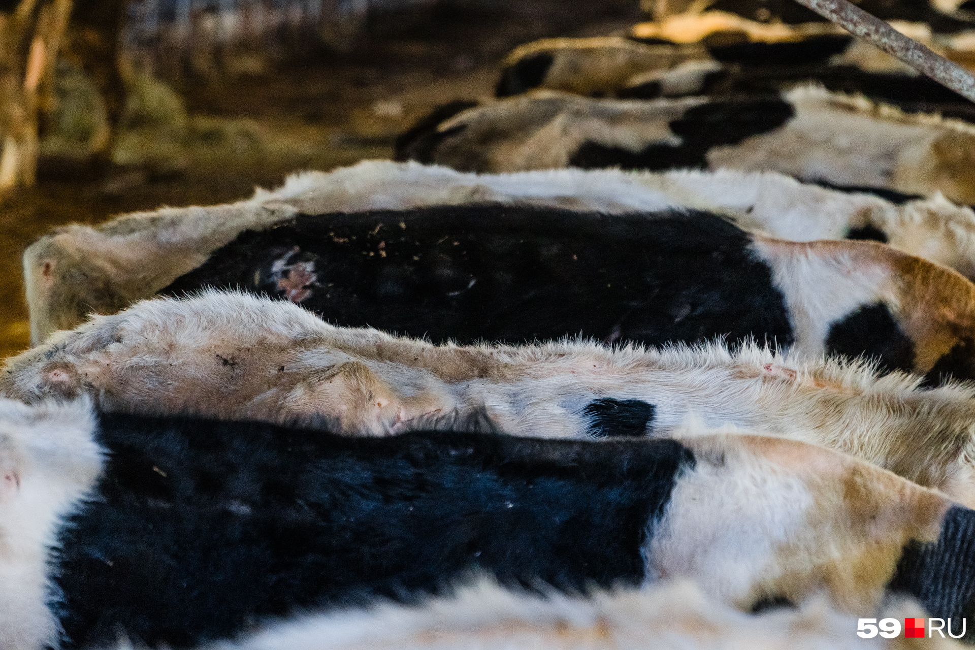 Раны на спинах коров указывают на то, что животным нужен ветеринар