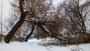 Валит деревья и обрывает провода: по Новосибирску пронёсся сильный ветер